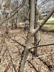Prunus