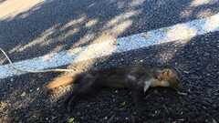 Stone Marten