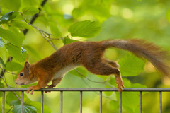 Eurasian Red Squirrel