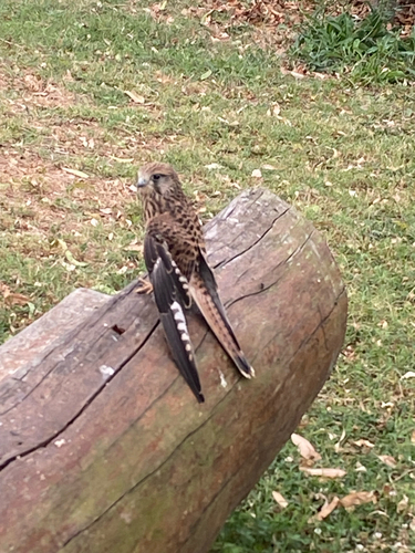 Turmfalke