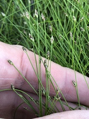 Eleocharis parvula