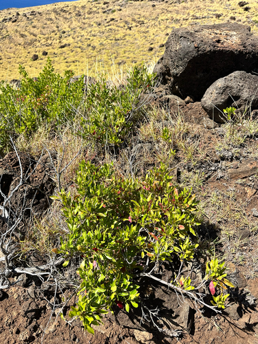 Dodonaea viscosa observed 2026-06-28