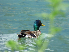 Mallard