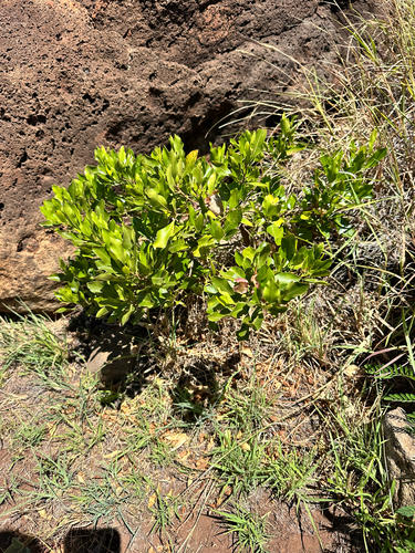 Dodonaea viscosa observed 2026-06-28