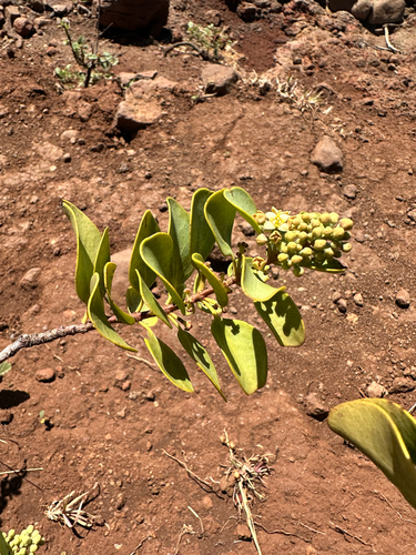 Santalum ellipticum observed 2026-06-28