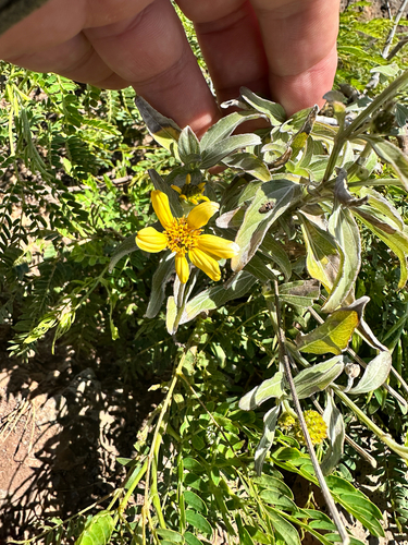 Lipochaeta lobata observed 2026-06-28