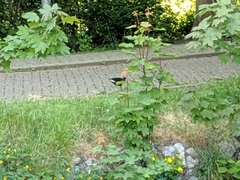 Gallinula chloropus