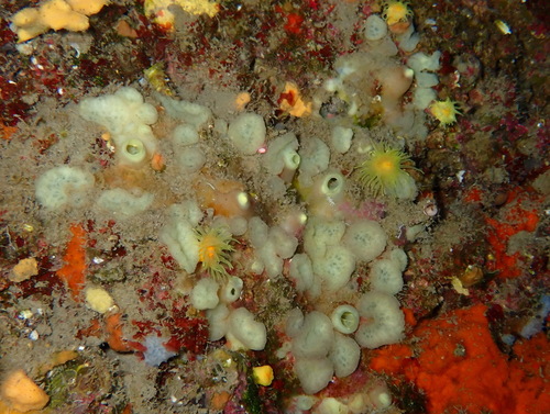 Green Boring Sponge, photo 5 of 10