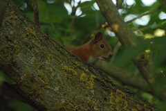 Eurasian Red Squirrel
