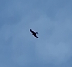 Red Kite