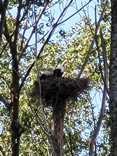 White Stork
