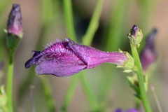 Dodartia orientalis, photograph (c) Fyodor Pudovikov, some rights reserved (CC BY)