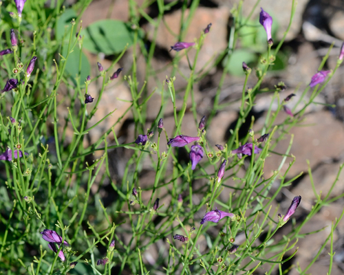 Dodartia orientalis, photograph 4