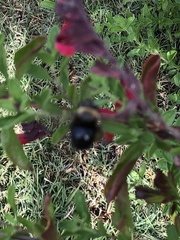 Xylocopa tabaniformis orpifex