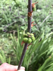 Chasmanthe floribunda