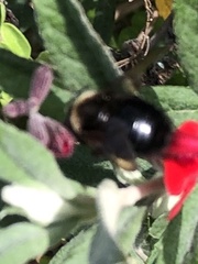 Xylocopa tabaniformis orpifex