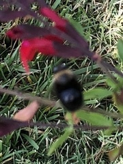 Xylocopa tabaniformis orpifex