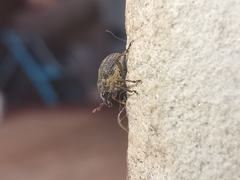 Rhinoncus leucostigma