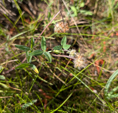 Trifolium eriocephalum, photograph (c) Dominic Gentilcore, some rights reserved (CC BY)