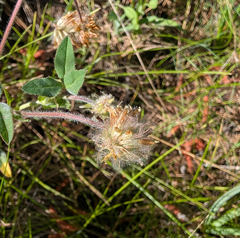 Trifolium eriocephalum, photograph (c) Dominic Gentilcore, some rights reserved (CC BY)