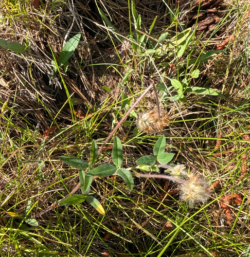 Trifolium eriocephalum, photograph 4