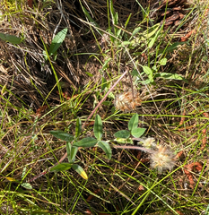 Trifolium eriocephalum, photograph (c) Dominic Gentilcore, some rights reserved (CC BY)