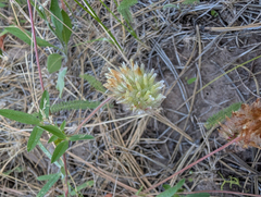 Trifolium eriocephalum