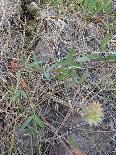 Trifolium eriocephalum, photograph 1