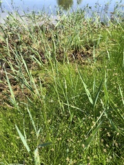 Alopecurus carolinianus