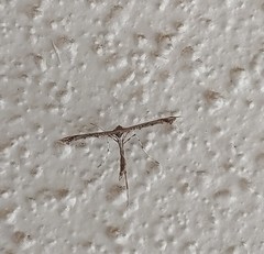 Amblyptilia pica