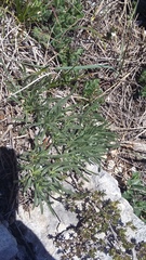 Convolvulus calvertii calvertii