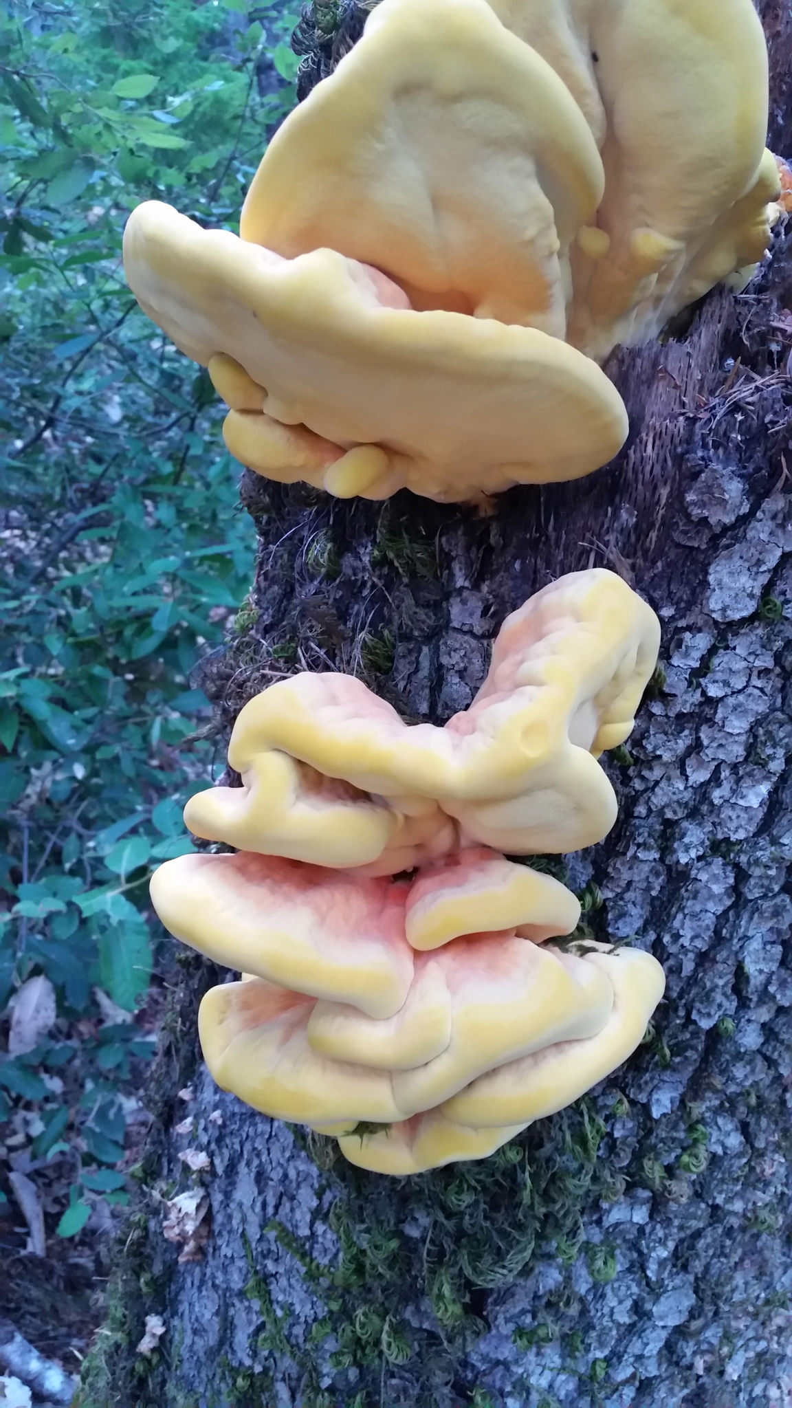 Laetiporus gilbertsonii image