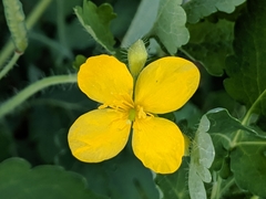 Chelidonium majus