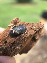 Asiopus minimus