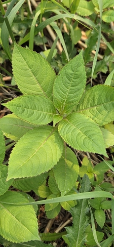 Himalayan balsam