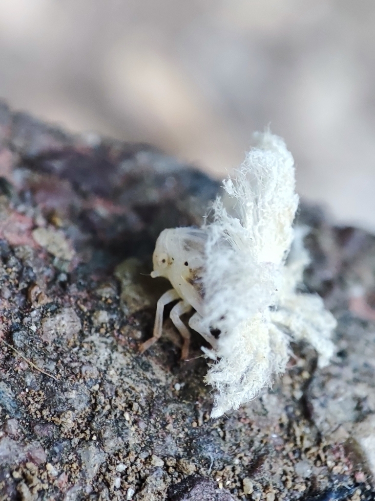 Pochazia shantungensis