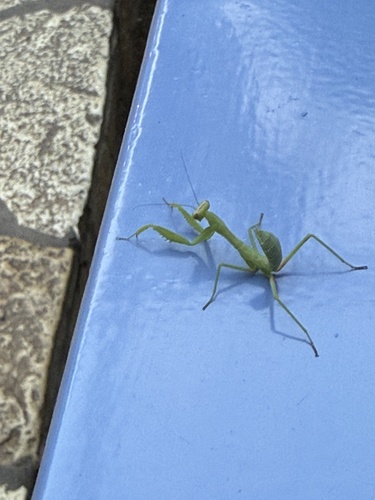 Transcaucasian Giant Mantis