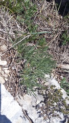 Convolvulus calvertii calvertii