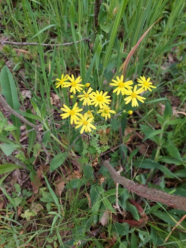 Senecio vernalis, photograph 5