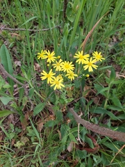 Senecio vernalis, photograph (c) Ross Krisztina, some rights reserved (CC BY)