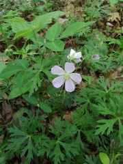 Geranium columbinum