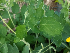 Chelidonium majus