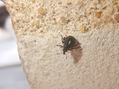 Rhinoncus leucostigma