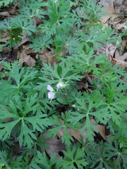 Geranium columbinum