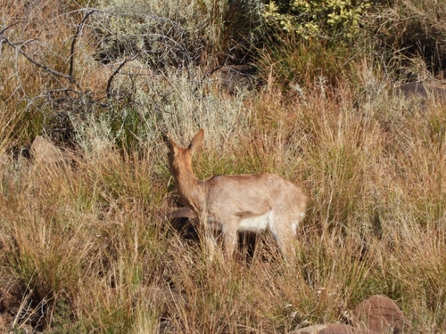 Southern Mountain Reedbuck