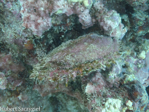 Pinctada margaritifera observed 2024-12-28