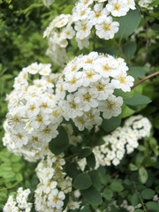 Spiraea × vanhouttei
