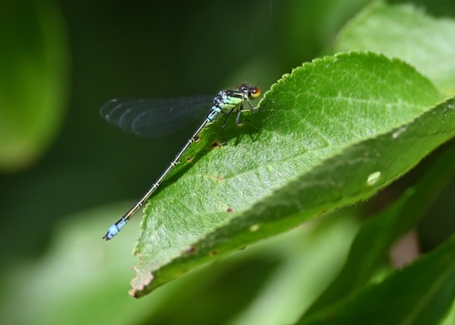 Small Red-eyed Damselfly