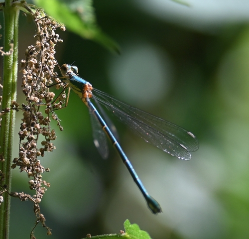 Western Willow Spreadwing