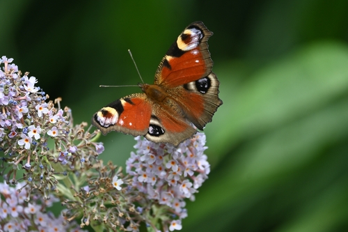 European Peacock Butterfly